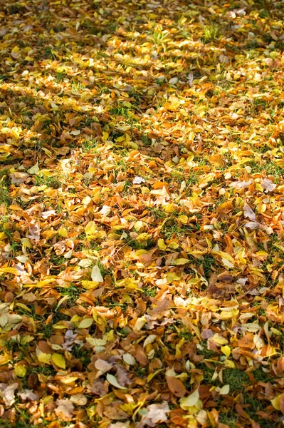 Grass covered with colorful leaves. Selective focus.