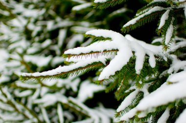 Karla kaplı ladin dalları.