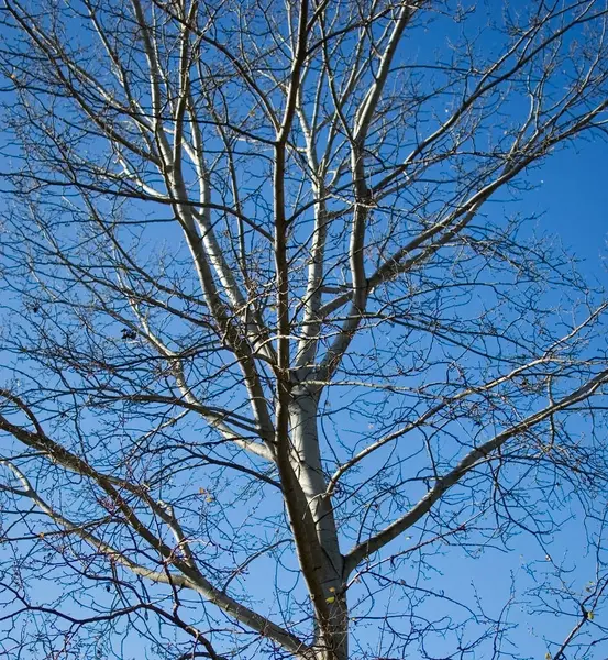 stock image View of branches of the tree without leaves.