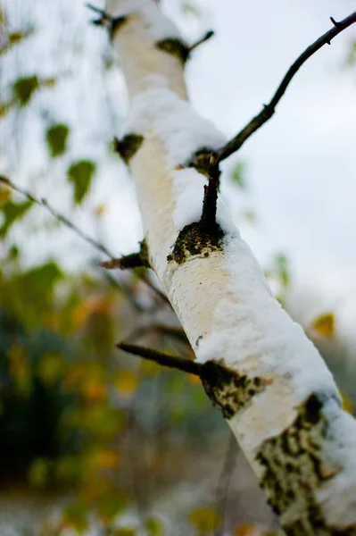 자작나무의 줄기를 클로즈업 — 스톡 사진