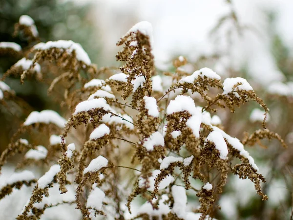 Goldenrod Canadense Seco Solidago Canadensis Inverno — Fotografia de Stock