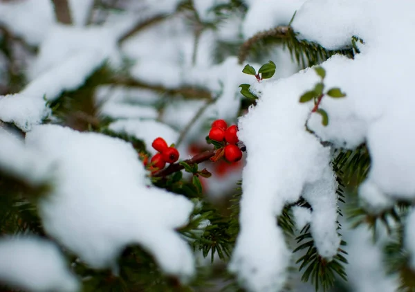 Ilex Decidua Invierno Cubierto Nieve —  Fotos de Stock