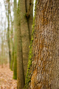 moss ile ağaç kabuğu dokusu.