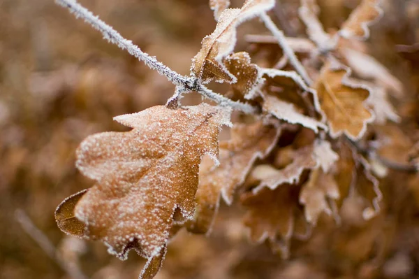 겨울얼어붙은 떡갈나무 선택적 — 스톡 사진