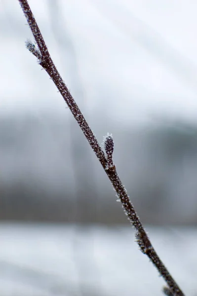Winter Frozen Reed Branch Selective Focus — Stock Photo, Image