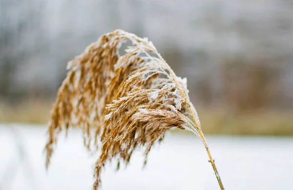 Зимняя Ветка Тростника Селективный Фокус — стоковое фото