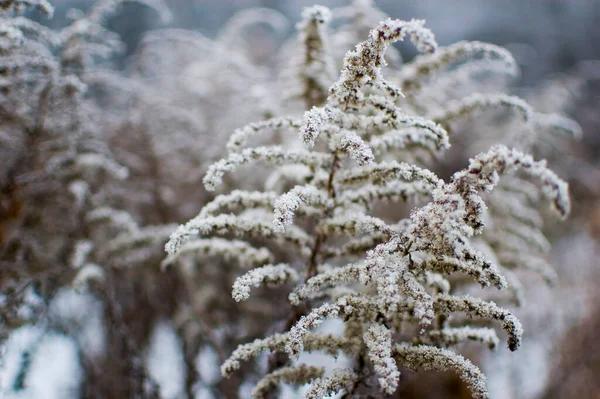冬の凍結黄金の棒 選択的焦点 — ストック写真