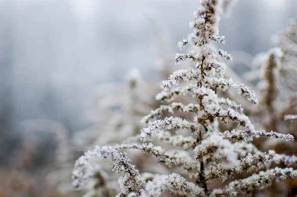 겨울얼어붙은 지팡이 선택적 — 스톡 사진
