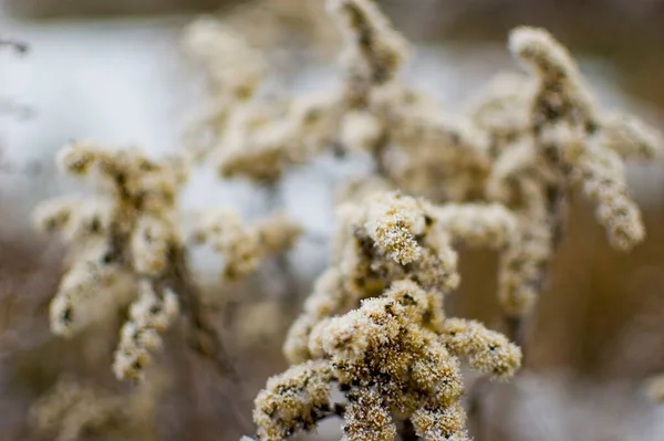 Haste Dourada Congelada Inverno Foco Seletivo — Fotografia de Stock