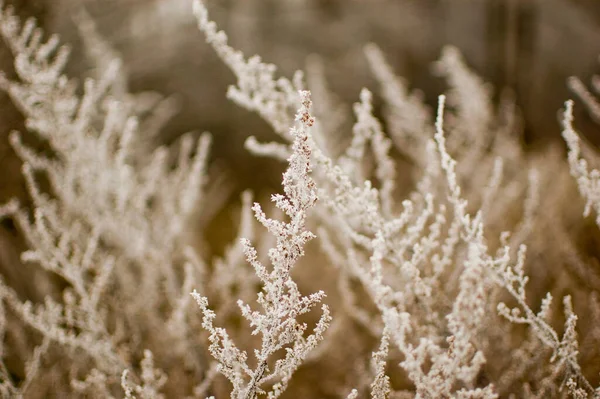 Луговые Растения Зимнее Время Селективный Фокус — стоковое фото