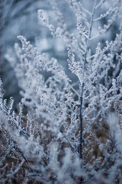 Meadow Plants Winter Time Selective Focus — Stock Photo, Image