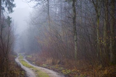 Kışın bulutlu orman yolu.