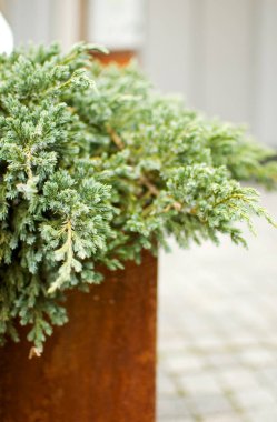 Çiçek saksısında yeşil bitkiler. Yaklaş..