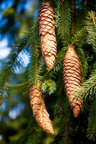 Close Spruce Cones — Stock Photo, Image