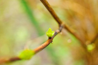 Baharda çalılıklarda genç tomurcuklar.