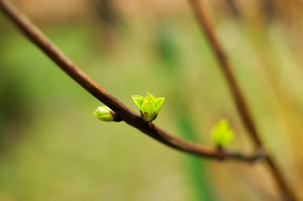 Brotes Jóvenes Los Arbustos Durante Primavera —  Fotos de Stock
