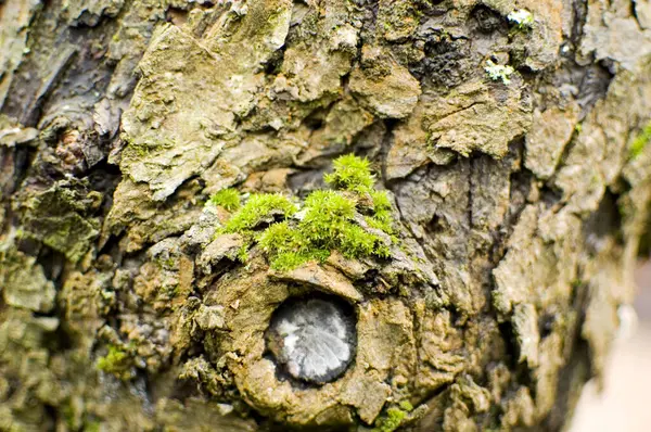 Musgo Verde Crescendo Árvore — Fotografia de Stock