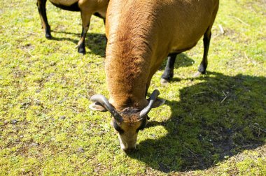 Kamerun koyunu yeşil otları yiyor.