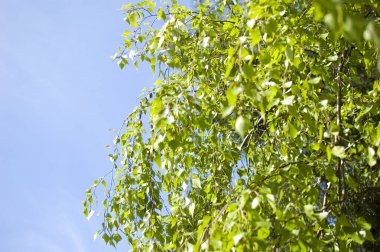 İlkbaharda taze huş dalları.