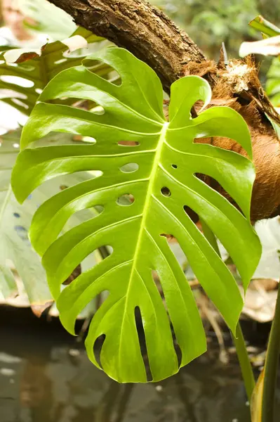 Monstera leaf in tropical garden.