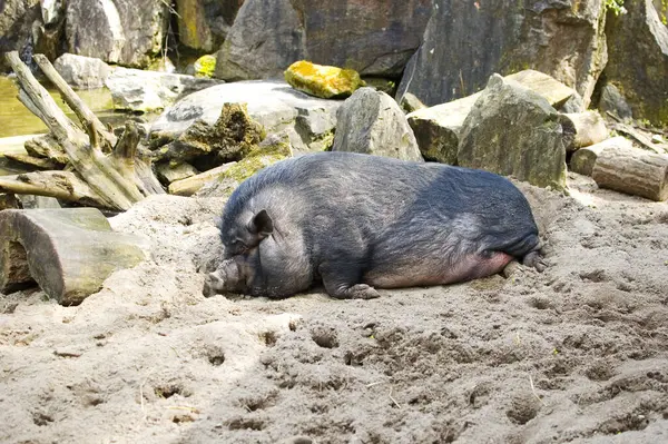Big Vietnamese pig sleeping in the sand.