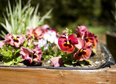 Burgonya çiçekleri bahçede..