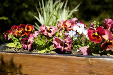 Burgonya çiçekleri bahçede..