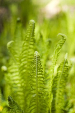 Eğreltiotu yaprakları güneş ışığında.