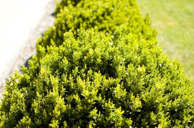 Süslü, yeşil kutuları olan bahçe..