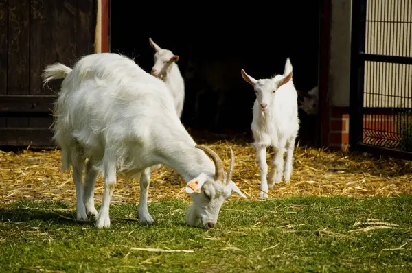 Çiftlikteki bir grup keçi.