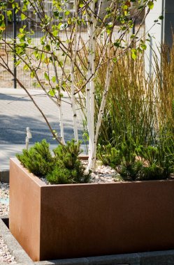 Çiçek saksısında yeşil bitkiler. Yaklaş..