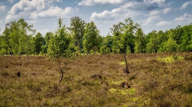 Niederhaverbeck yakınlarındaki Lueneburg Heath 'de manzara, Aşağı Saksonya, Almanya