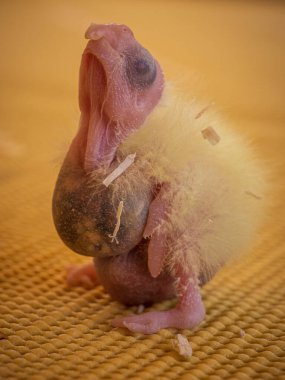 Bir günlük papağan dik durmaya çalışıyor.