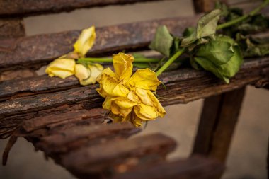 Paslı bir bankta solmuş çiçekler.