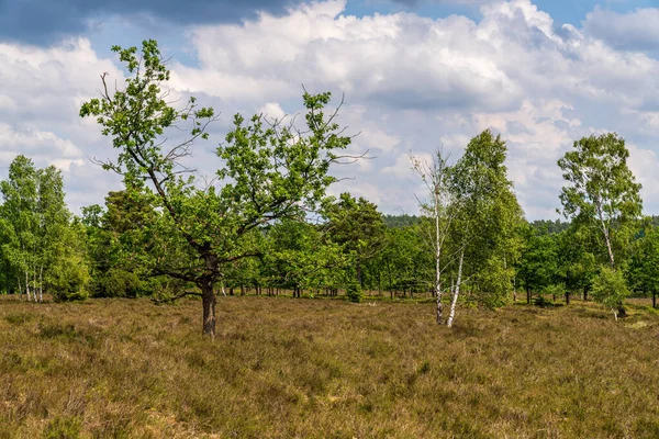 Niederhaverbeck yakınlarındaki Lueneburg Heath 'de manzara, Aşağı Saksonya, Almanya