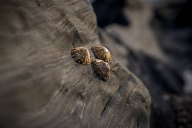 Deniz kabukları sahilde bir taşa yapışmış.