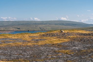 Cow Green Reservoir, County Durham, İngiltere 'deki Peek District peyzajı