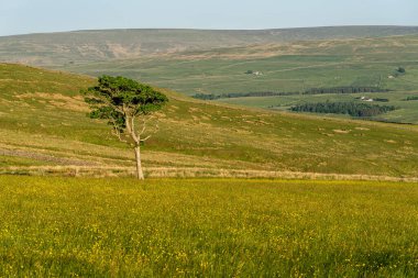 Rookhope ve Ireshopeburn arasındaki Peak District Manzarası, Durham İlçesi, İngiltere, İngiltere