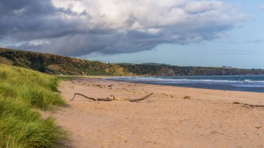 Sahil ve Kuzey Denizi kıyısı St Cyrus Ulusal Doğa Rezervi, Aberdeenshire, İskoçya, İngiltere