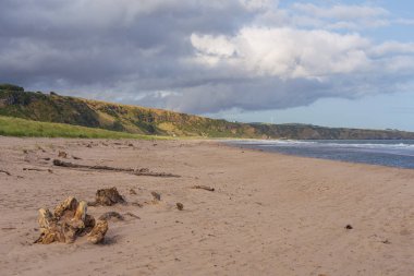 Sahil ve Kuzey Denizi kıyısı St Cyrus Ulusal Doğa Rezervi, Aberdeenshire, İskoçya, İngiltere