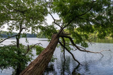 Berlin, Almanya 'da Schlachtensee kıyısında ağaç gövdeleri