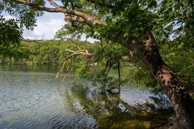 Berlin, Almanya 'da Schlachtensee kıyısında ağaç gövdeleri