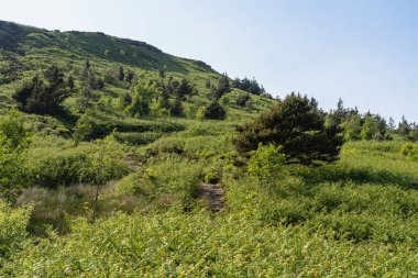 Great Broughton yakınlarındaki manzara, Kuzey Yorkshire, İngiltere, İngiltere