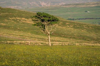 Rookhope ve Ireshopeburn arasındaki Peak District Manzarası, Durham İlçesi, İngiltere, İngiltere