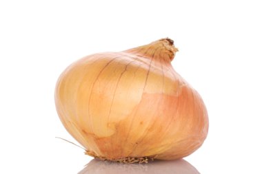 Bir organik, soyulmamış soğan, yakın plan, beyaz arka plan..