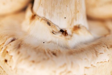 Organik taze iştah açıcı mantar şampiyonu, yakın plan..