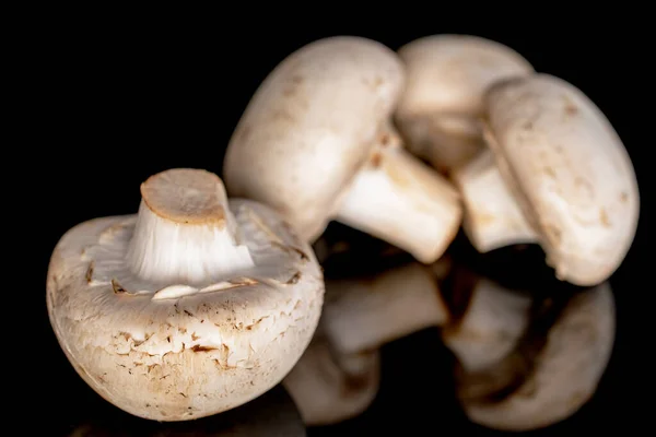 Mehrere Frische Appetitliche Champignon Pilze Auf Schwarzem Hintergrund — Stockfoto