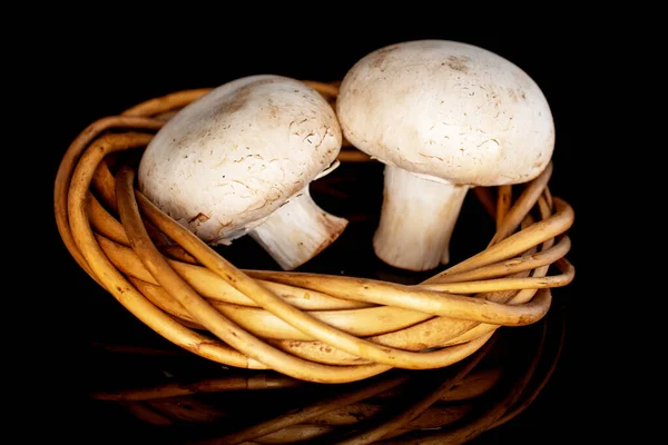 Two Organic Fresh Appetizing Mushrooms Champignon Wreath Twigs Close Black — Stock Photo, Image