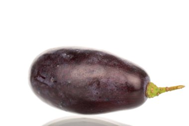 Bir siyah üzüm, yakın plan, beyaz üzerine izole edilmiş..