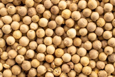 Fragrant vegetable coriander seeds, macro, top view.